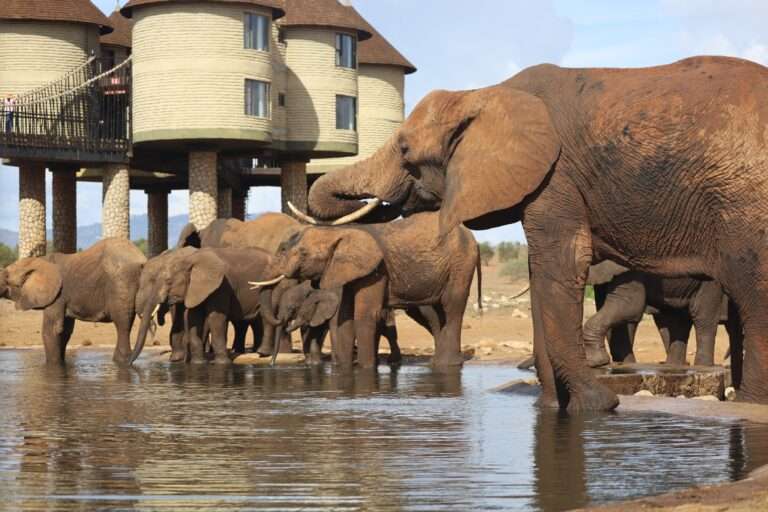 Salt Lick Safari Lodge in Tsavo National Park