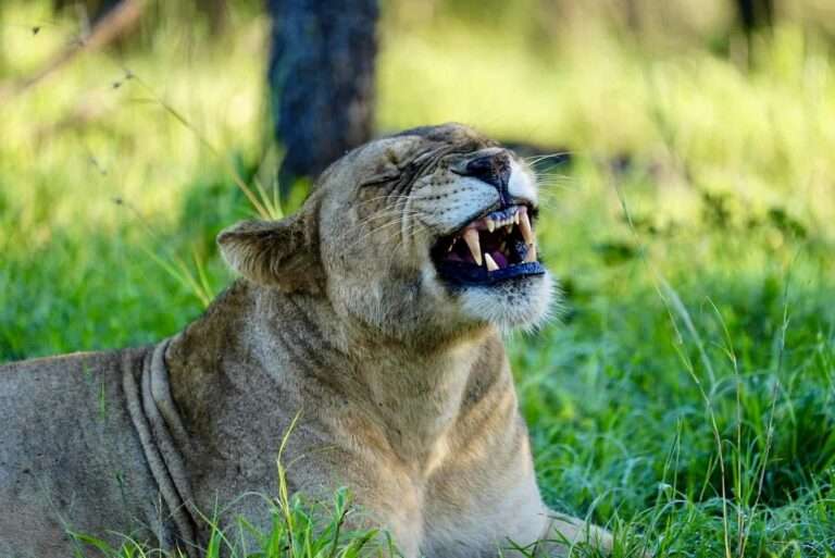 Salt Lick Safari Lodge in Tsavo National Park