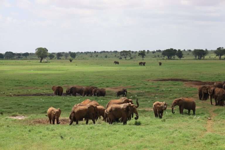 Salt Lick Safari Lodge in Tsavo National Park