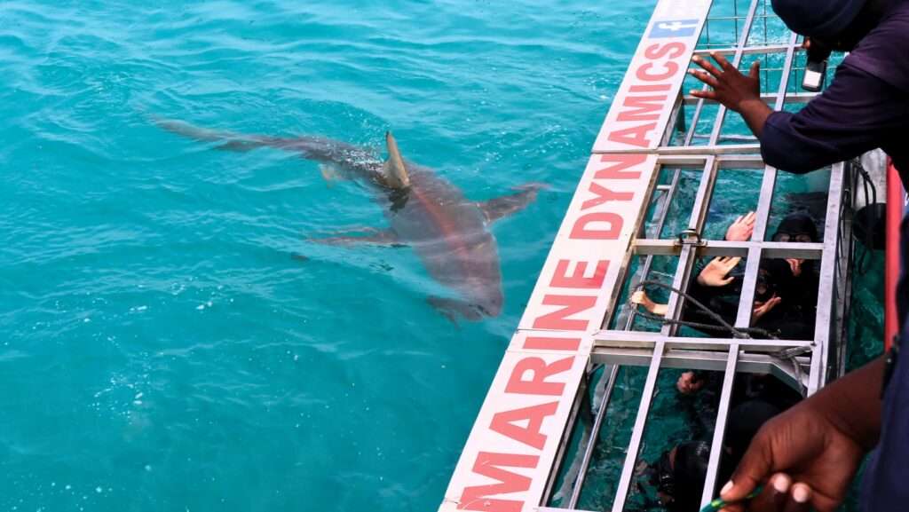 Shark Cage Diving in Gansbaai