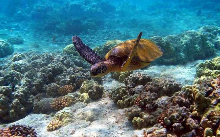 Watamu, Diani Beach, Kenya Coast Snorkeling and Diving